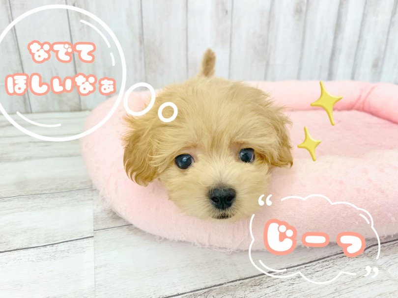 こんなお顔で見られたらキュンキュンしてしまいますね♡ | MIX犬 マルプー （512762） - 本羽田店