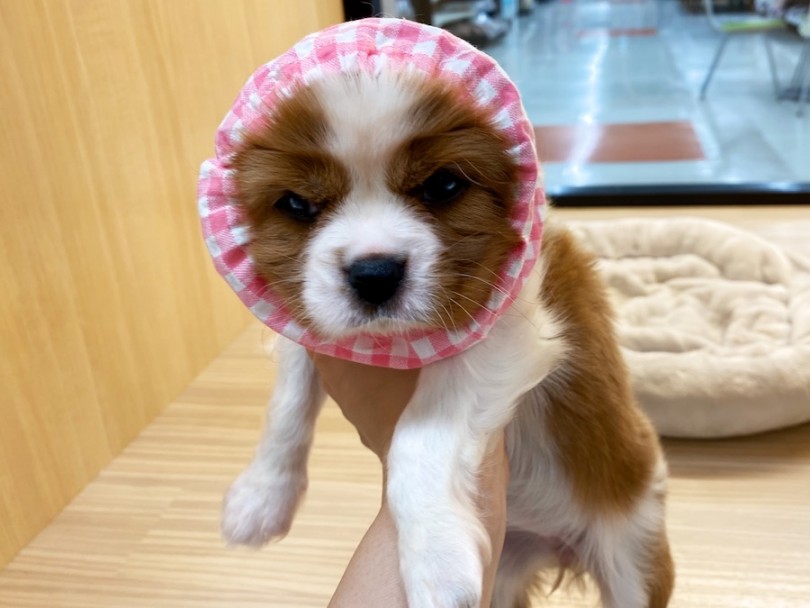 ぎゅっと詰まったこの不満顔さえ愛おしく見えませんか？♡ | キャバリア・キングチャールズ・スパニエル （120470） - 横浜 今宿店