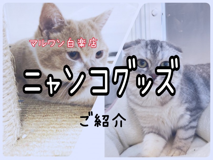 【 お役立て情報 】知ってる？猫との生活で本当に必要なグッズの選び方とその理由