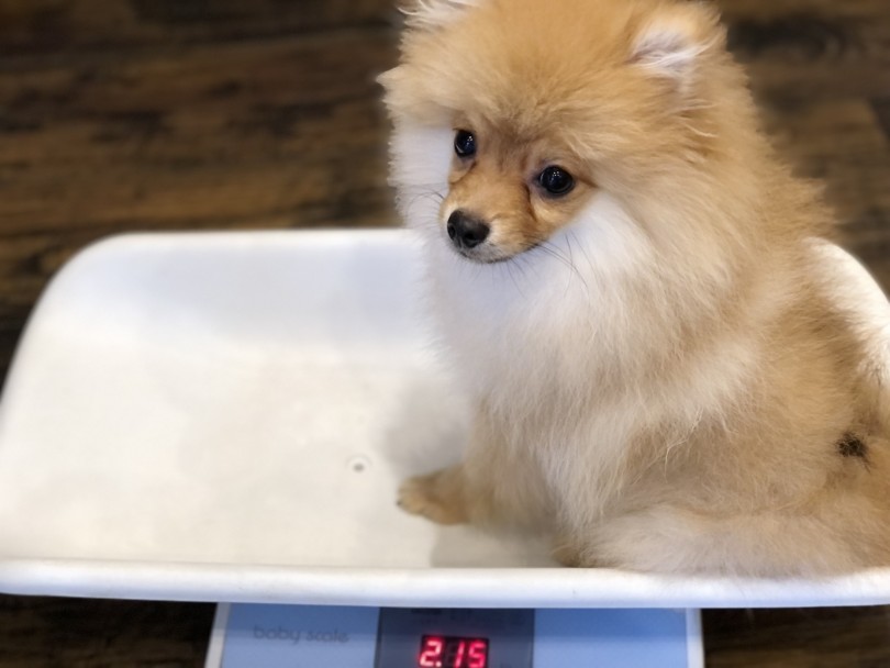 生後5ヶ月頃の体重は2.15kg 通常のポメラニアンより小柄なサイズ | ポメラニアン （11859） - 横浜 白楽店
