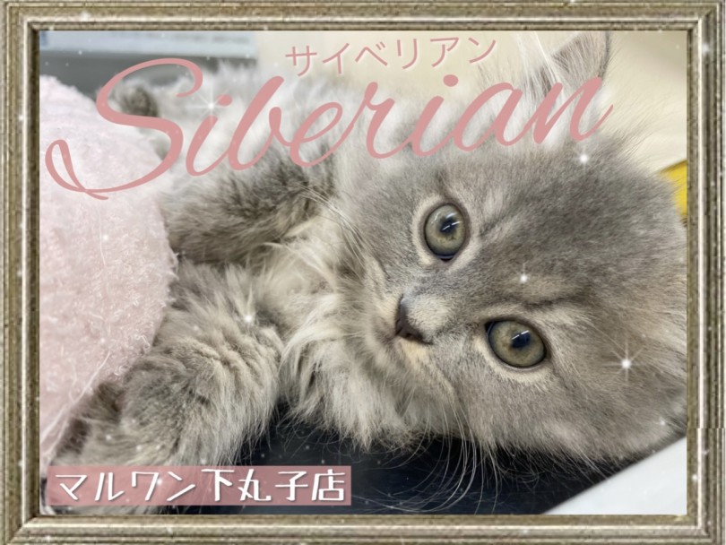 【 サイベリアン 】アレルギーが起こりずらいとは？知られざるサイベリアンの魅力！