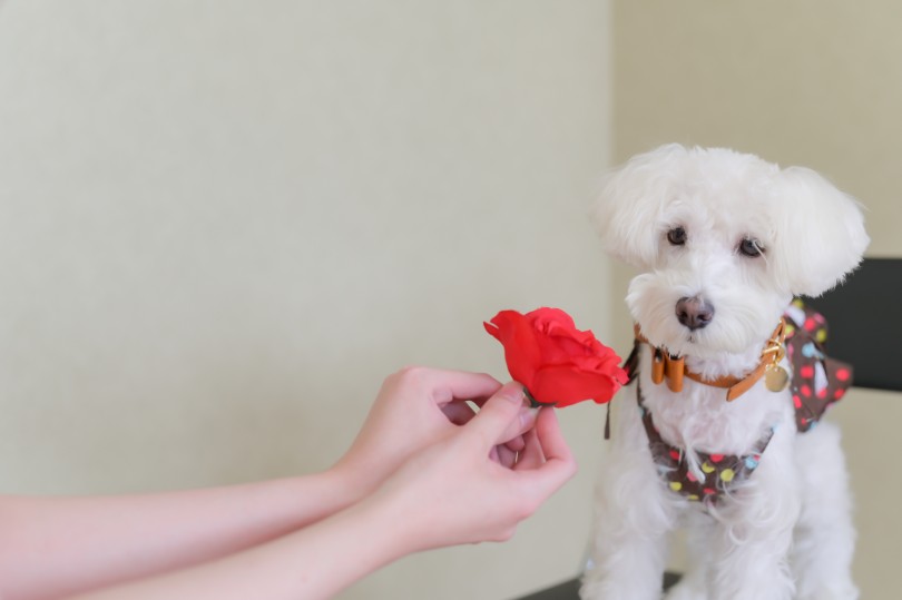 モデル犬 リヒトちゃん - ロマンチックなお写真 | 元町トリミング - 横浜 元町店