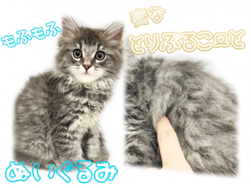 可愛らしいシルエットを作り出すトリプルコートの被毛 | サイベリアン （150242） - 東川口店
