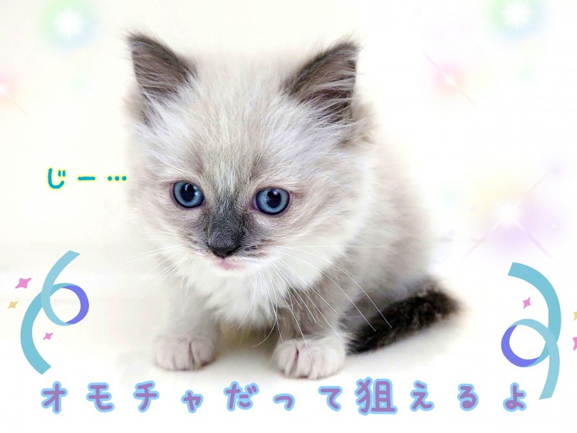 狭くてもOK！キャットタワーはいりません！ | ラグドール （130371） - 高井戸店
