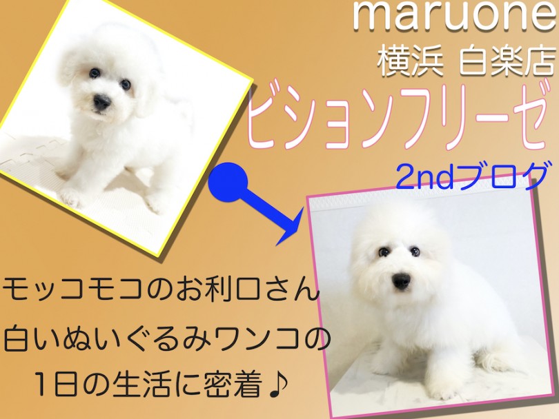 【 ビションフリーゼ 】アフロ犬の1日に密着！白いぬいぐるみワンコの2nd記事！