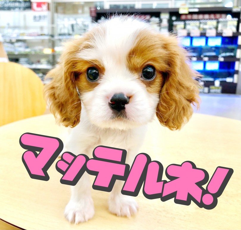 実際の姿は100倍可愛いのでお店で是非遊んでみてくださいね! | キャバリア・キングチャールズ・スパニエル (116636) - 下丸子店