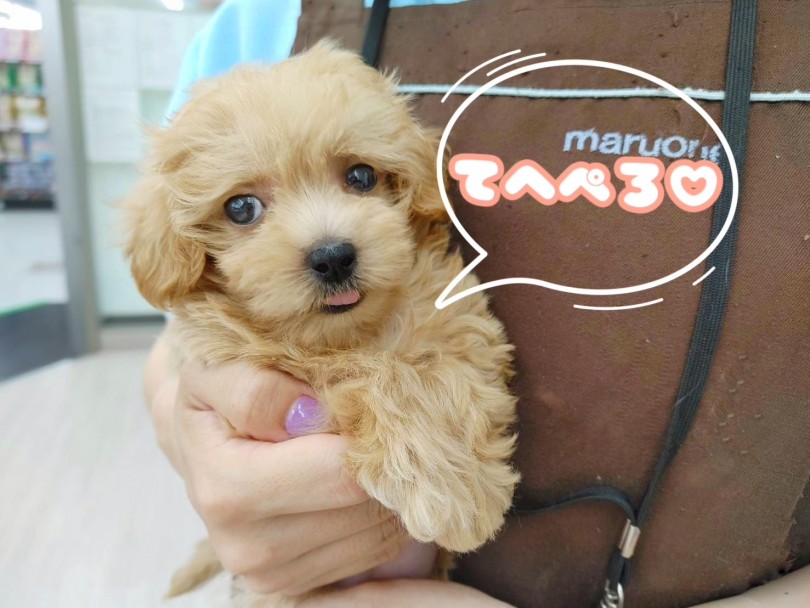 環境適応能力がものすごく高い賢いマルプーちゃん♪ | MIX犬 マルプー （512762） - 本羽田店