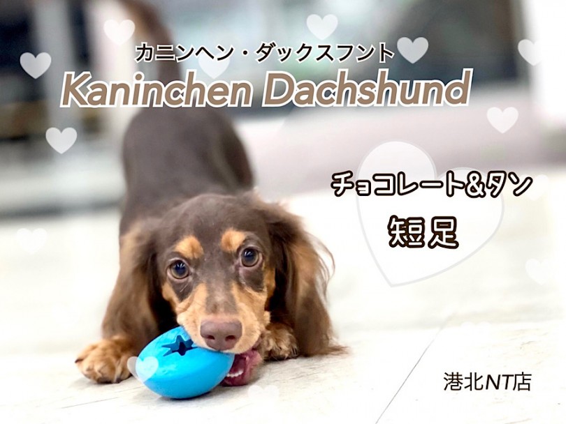 【 カニンヘン・ダックスフント 】チョコタンの優しい男の子、第二弾ブログ