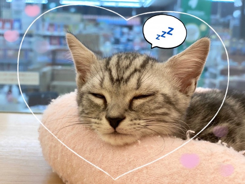 マンチカンくんに会いに来てね！ | マンチカン （312059） - 横浜 港北ニュータウン店