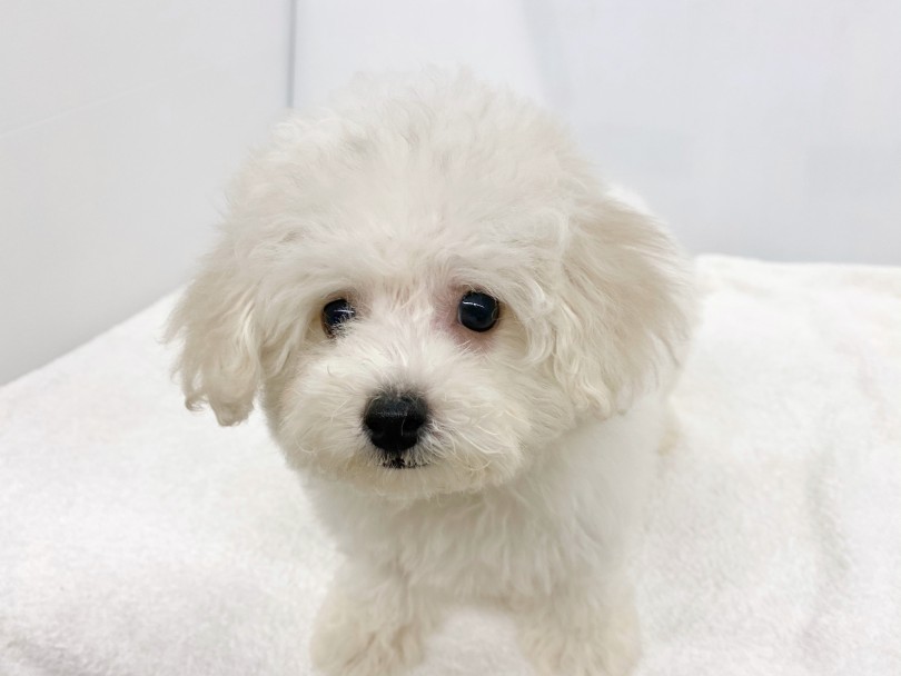 実は毛が全然抜けない犬種なんです！ | ビションフリーゼ （118596） - 城山店