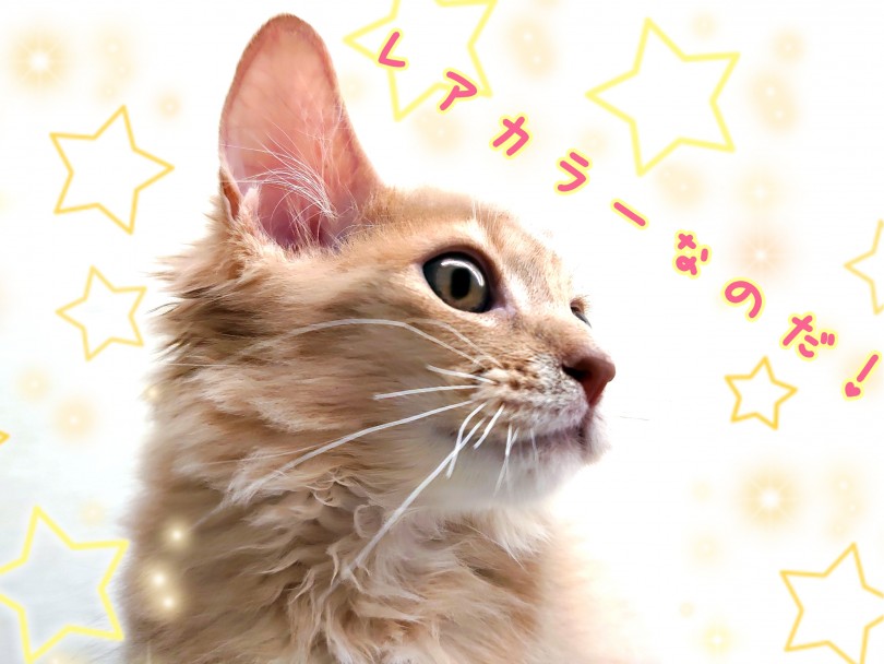 ティッキングが入ったフォーンカラー！ふわりとした優しく淡い優雅な色合い！ | ソマリ （130360） - 高井戸店