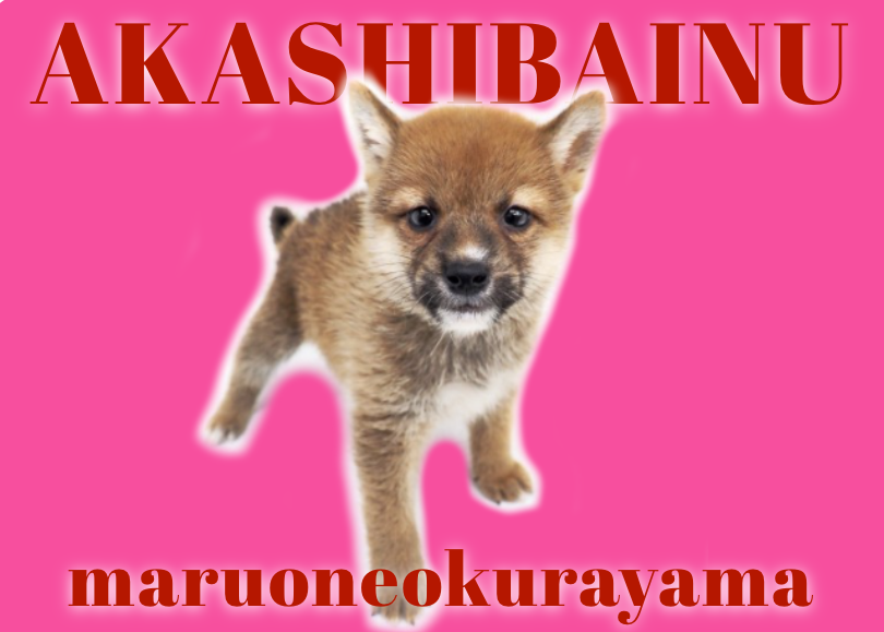 【 柴犬 】愛嬌たっぷりマイペースな性格の持ち主！赤毛のシバ！！