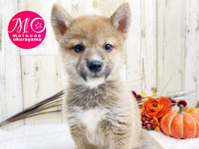 パピー感たっぷりの黒い差し毛に包まれた赤毛の男の子 | 柴犬 （6131095） - 横浜 大倉山店