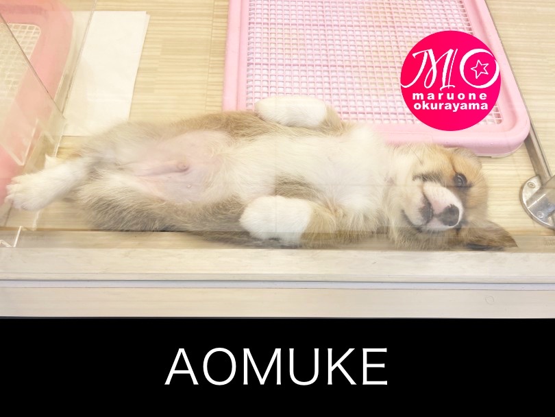 お昼寝はヘソ天スタイルでお尻はぷりぷり♡ | ウェルシュコーギーペンブローク （6131091） - 横浜 大倉山店