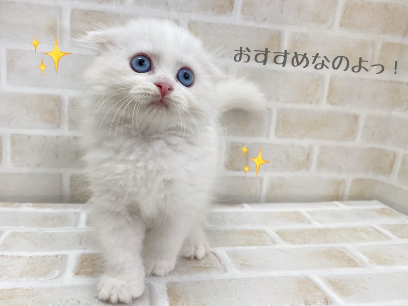 初めての方にこそおすすめな愛らしい性格! | スコティッシュフォールド (116639) - 下丸子店
