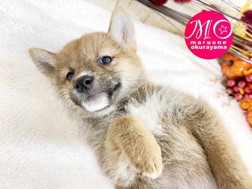 超絶フレンドリーで環境慣れもバツグン！ | 柴犬 （6131095） - 横浜 大倉山店
