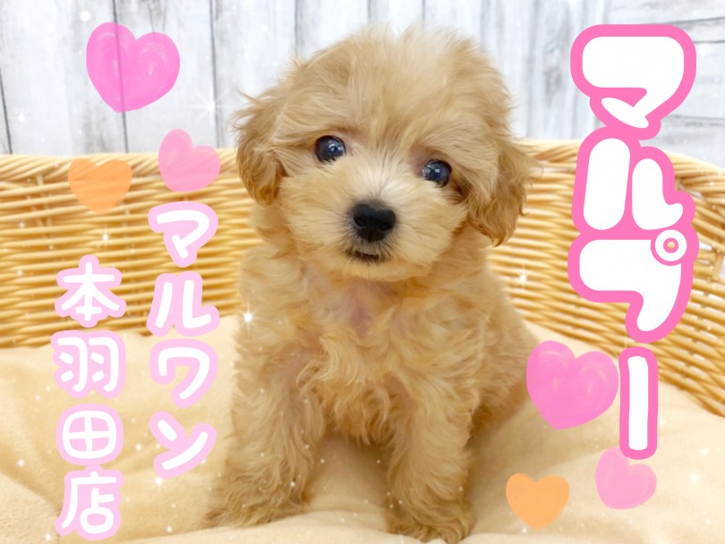 【 マルプー 】大きな垂れ目が超可愛すぎ！最強遺伝子を受け継いだミックス犬登場！