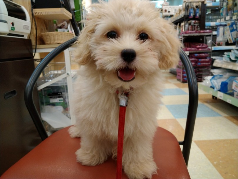 マルプーくんはリードを付けてお店の周りを散歩するのが大好き | MIX犬 マルプー （118572） - 城山店