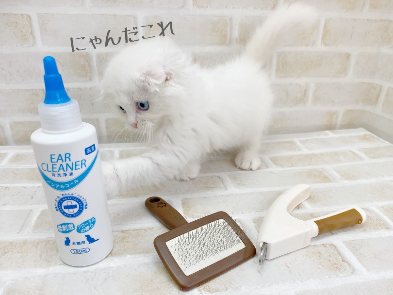 スコちゃんに必要なお手入れは? | スコティッシュフォールド (116639) - 下丸子店