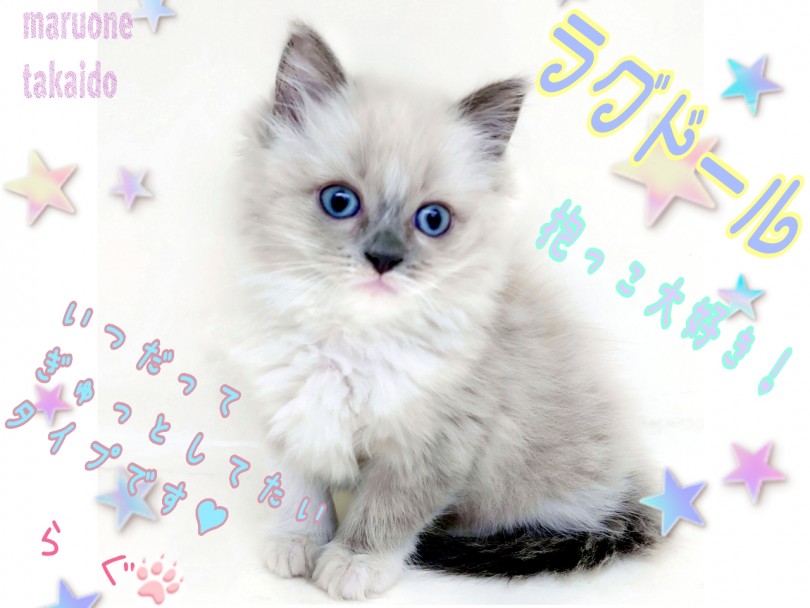 【 ラグドール 】キャットタワー要らずのおっとりにゃんこ！永遠の青い瞳！