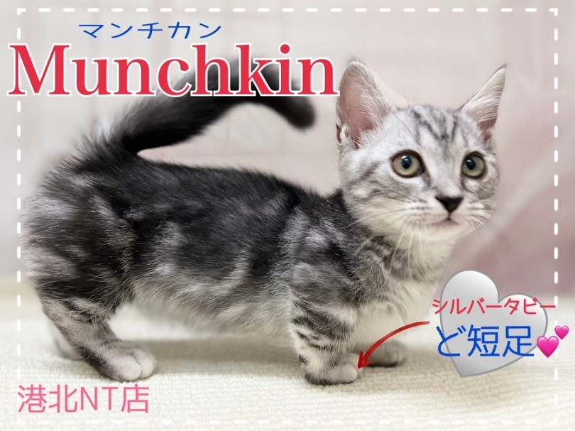 【 マンチカン 】綺麗なシルバータビー！ヘーゼルカラーの目ヂカラ強めの男の子！