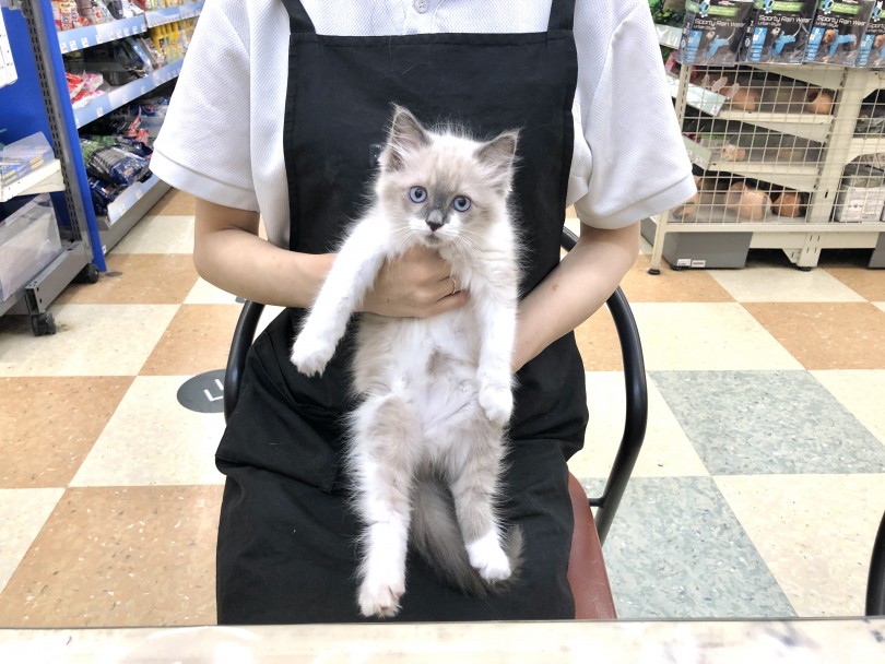 大型猫の中では小柄な部類 | ラグドール （118607） - 城山店