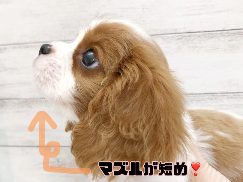 数多くいるキャバリアの中でもこんなにマズルが短くて童顔な子はなかなかいないですよ! | キャバリア・キングチャールズ・スパニエル (116636) - 下丸子店