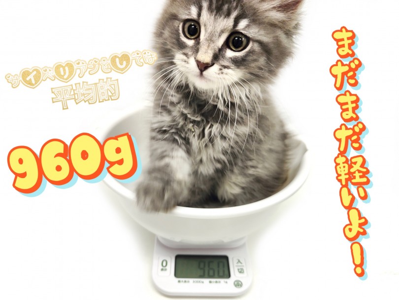 生後2ヵ月の体重は960g | サイベリアン （150242） - 東川口店