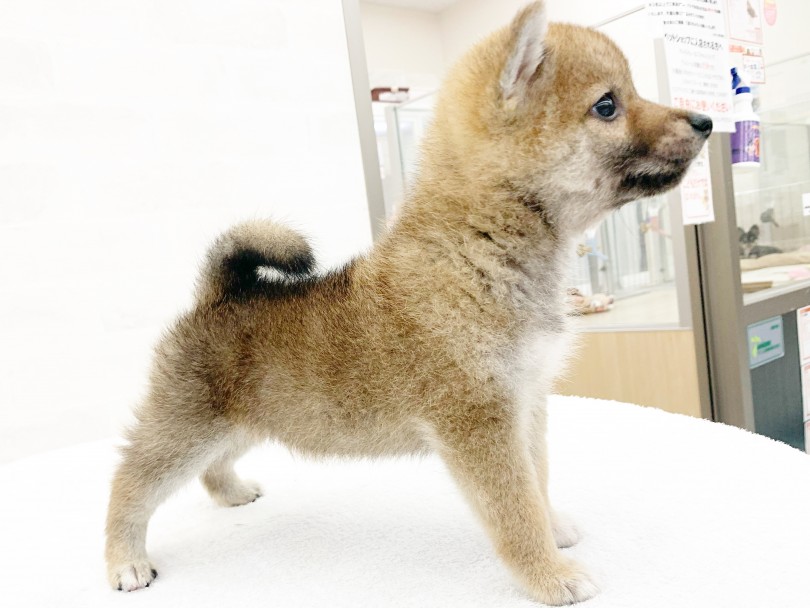 子犬の柴犬らしいムチムチとした体型は触り心地バツグン | 柴犬 （014407） - 東日暮里店