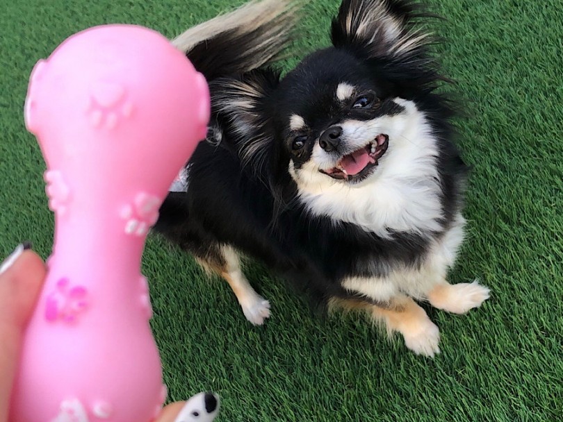 初めましての挨拶と会せ方が肝心になります！ | 多頭飼い始める準備&気を付けるポイントとメリットをご紹介！ - 大和 相模大塚店