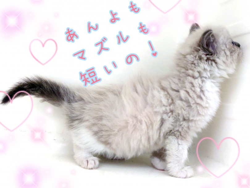 ラグちゃんの被毛はとっても柔らかくふんわり！ | ラグドール （130371） - 高井戸店