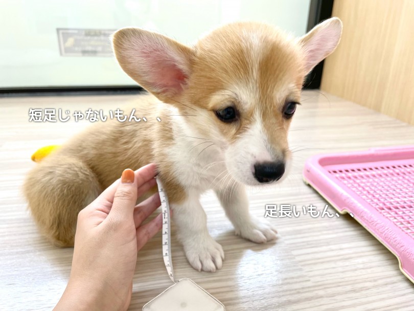 足の短さはたったの5.5cm！？ | ウェルシュコーギーペンブローク （130369） - 高井戸店