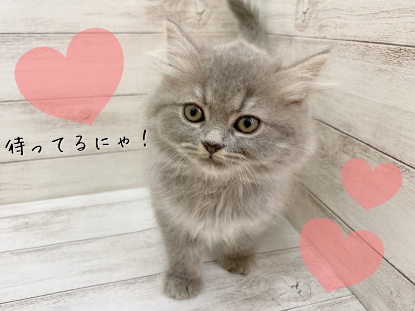 皆様のご来店をサイベリアンちゃんと一緒にお待ちしております！ | サイベリアン （116645） - 下丸子店