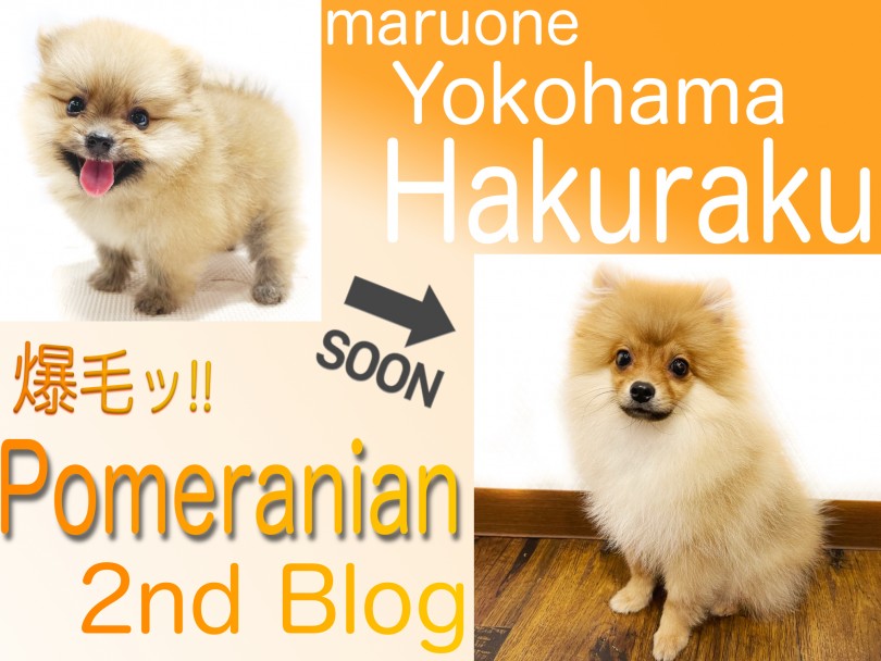 【 ポメラニアン 】社交性＆トレーニングもバッチリで初めてでも安心！2ndブログ