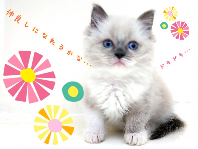 癒し系にゃんこがマルワン高井戸店にいますよー！ | ラグドール （130371） - 高井戸店