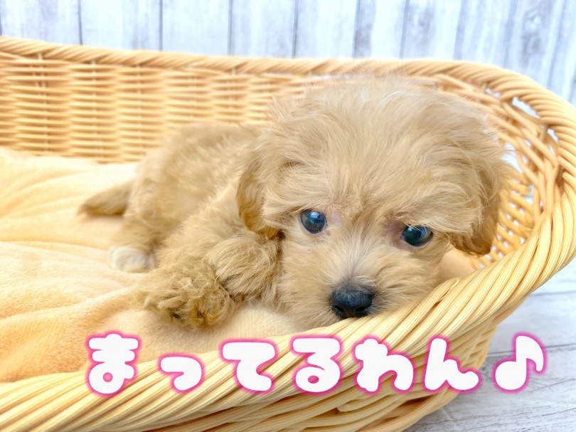 こんなに優しくて穏やかな子は中々いませんのでマルプーちゃんをお探しの方はぜひこの子に会っていただきたいです！ | MIX犬 マルプー （512762） - 本羽田店