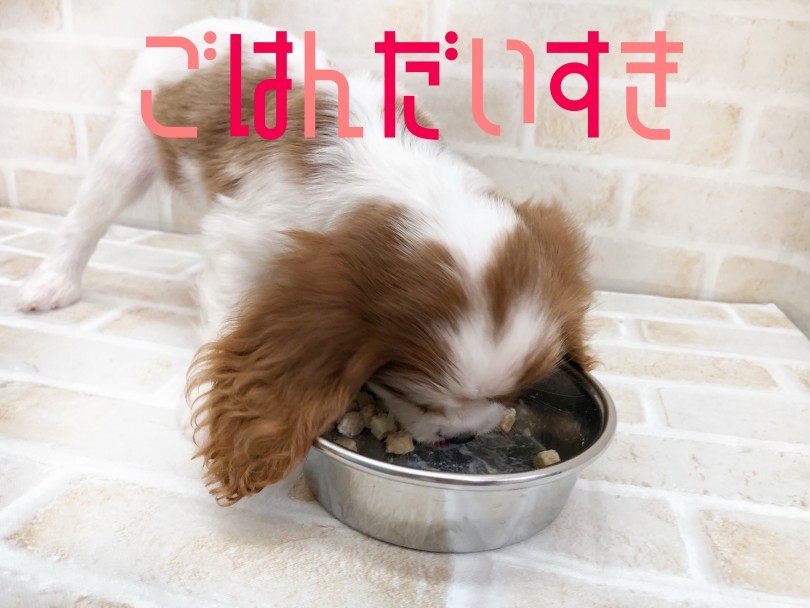 食欲満点!飼いやすさ満点!可愛さ満点! | キャバリア・キングチャールズ・スパニエル (116636) - 下丸子店