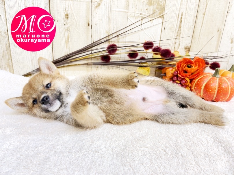 今年の12月は柴犬くんと一緒に素敵なクリスマスを過ごしてみませんか♡ | 柴犬 （6131095） - 横浜 大倉山店
