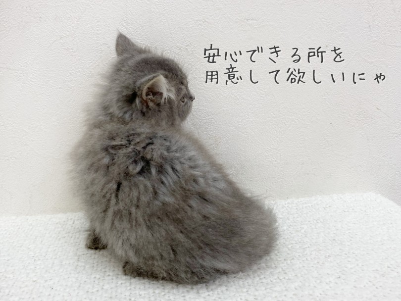 お迎えするための環境づくり | サイベリアン (116645) - 下丸子店