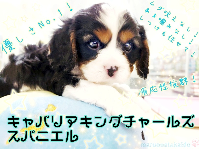 【 キャバリア 】トライカラーの男の子！どんなご家族にもピッタリあう家庭犬の鏡！