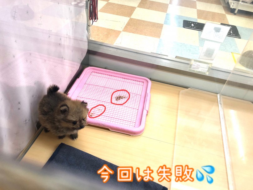おトイレも絶賛練習中 | ポメラニアン （118611） - 城山店