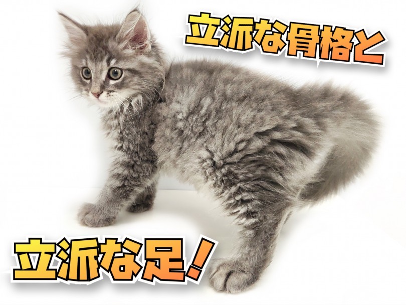 『この足のガッシリ感』たまりませんね！ | サイベリアン （150242） - 東川口店