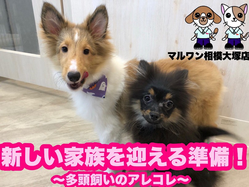 【 お役立て情報 】多頭飼い始める準備&気を付けるポイントとメリットをご紹介！