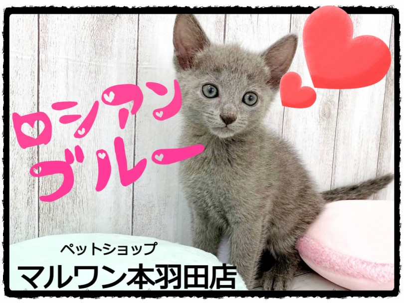 【 ロシアンブルー 】まるで犬のような人懐っこさ！超甘えん坊な男の子登場！！