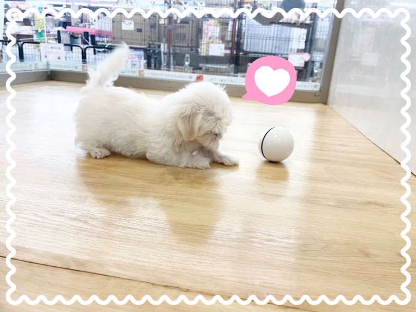 マルチーズくんのお手入れはお任せください！ | マルチーズ （312056） - 横浜 港北ニュータウン店