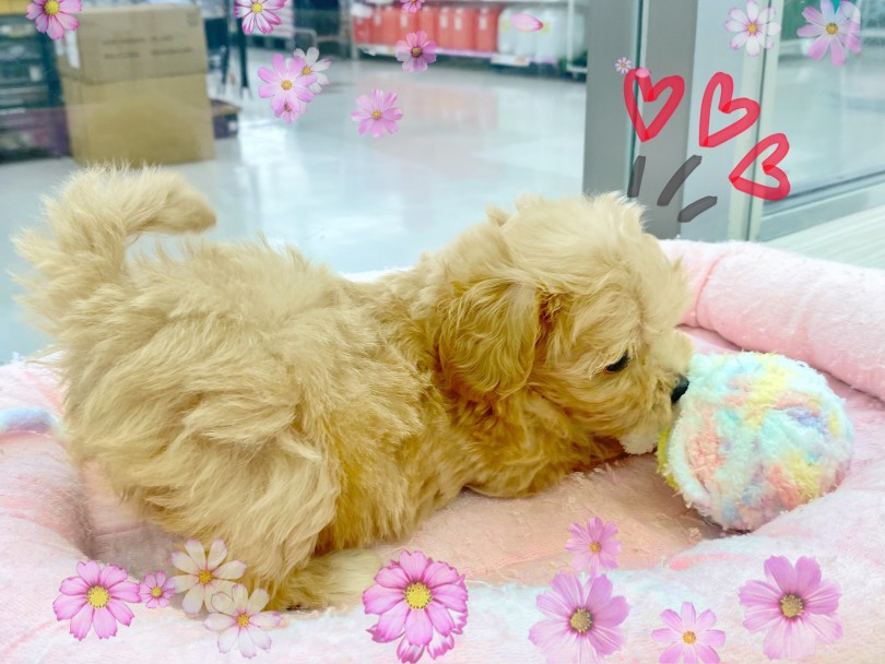 幼少期のわんちゃんにはお留守番が必要？子犬にとって睡眠は仕事です！ | MIX犬 マルプー （512762） - 本羽田店