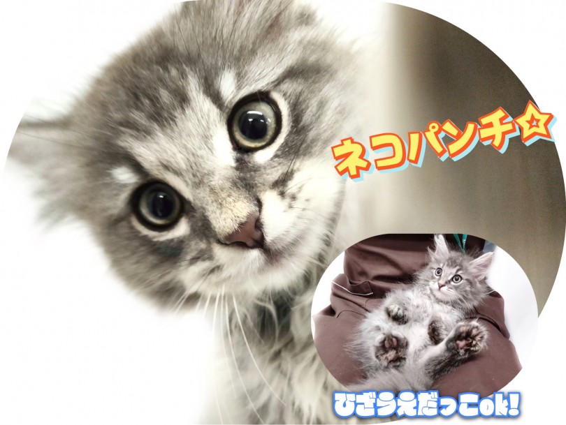 人が大好きなフレンドリータイプ | サイベリアン （150242） - 東川口店