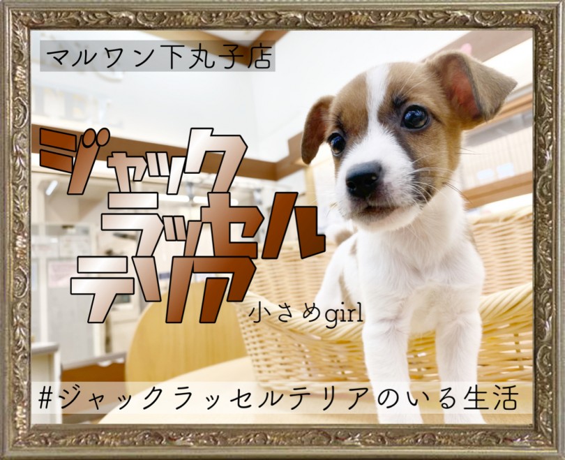 【 ジャックラッセルテリア 】キャンプの相棒はこの子で決まり！可愛いプリンセス！