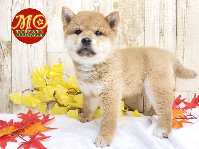 スーパー柴犬マニアに聞いてみた！柴犬の魅力！！ | 柴犬 （6131112） - 横浜 大倉山店