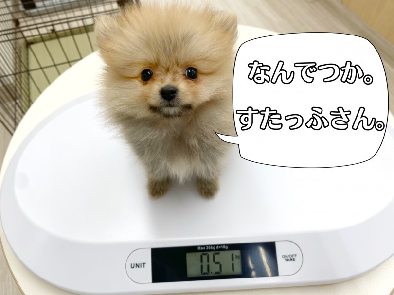 驚愕の体重と華奢な骨格は大人になっても小さめ確定！？ | ポメラニアン （512767） - 本羽田店
